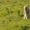 Šar Planina (6. den)