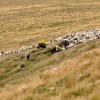 Fagaraš (5. den)