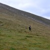 Fagaraš (6. den)