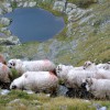 Fagaraš (6. den)