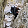 Fagaraš (8. den)